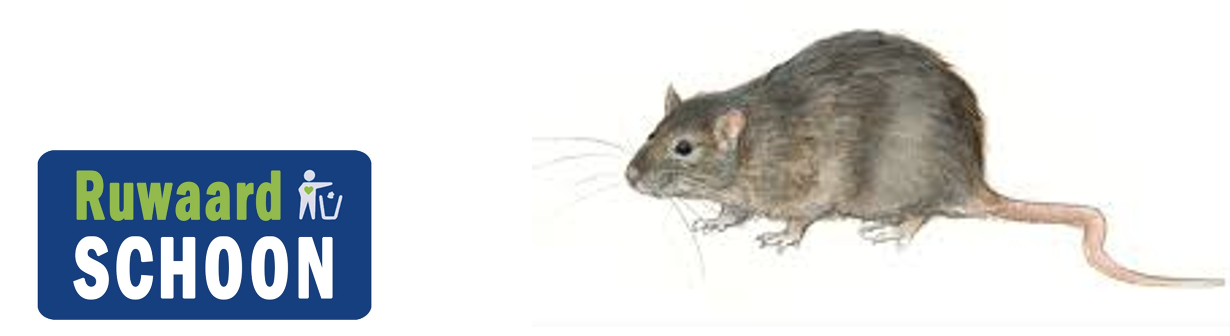 Ratten in de wijk Ruwaard?